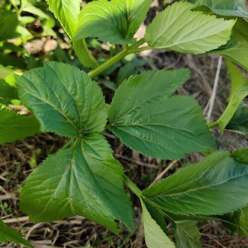 Imagenes de la Angelica archangelica