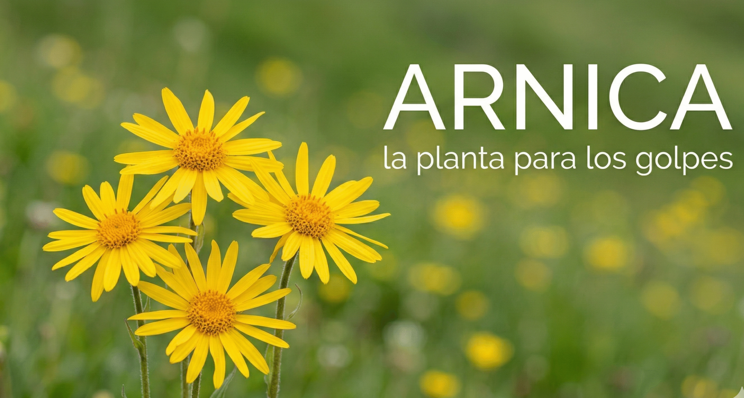 portada arnica