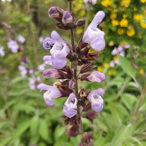 Inflorescencia de salvia con pequeñas flores tubulares de color violeta intenso, ideales para atraer polinizadores.
