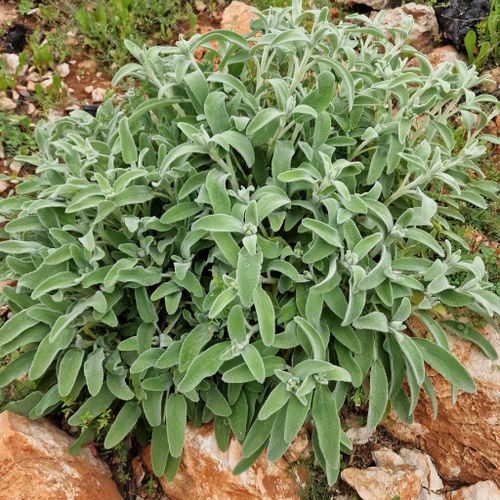 Primer plano de hojas de salvia officinalis con su característica textura rugosa y vellosidad aterciopelada